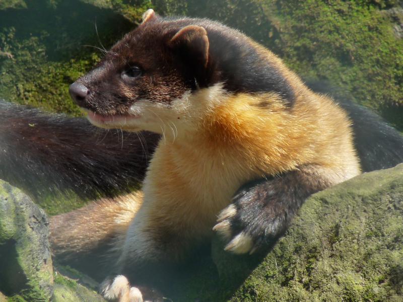 Indian Marten