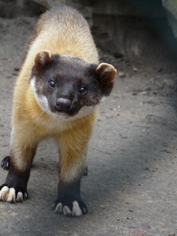 Indian marten