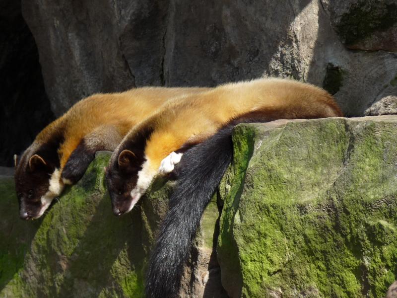 Indian Martens