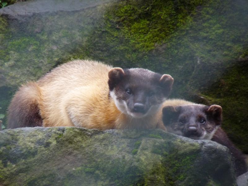 Indian martens