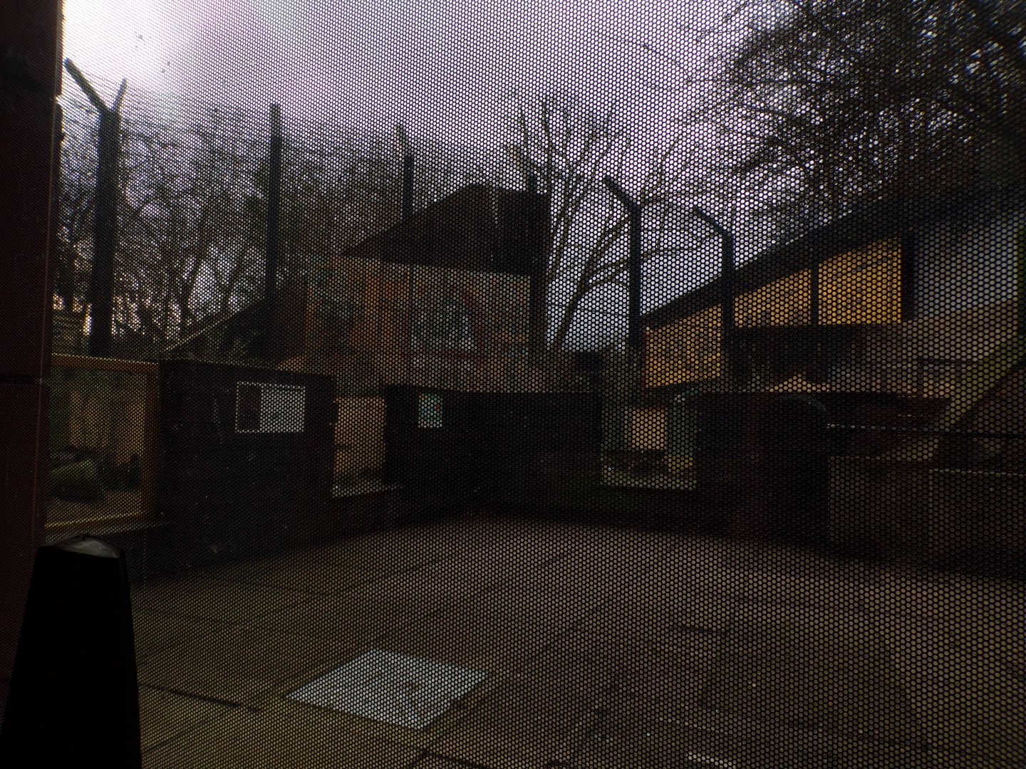 Indian mongoose enclosure 11.2.25