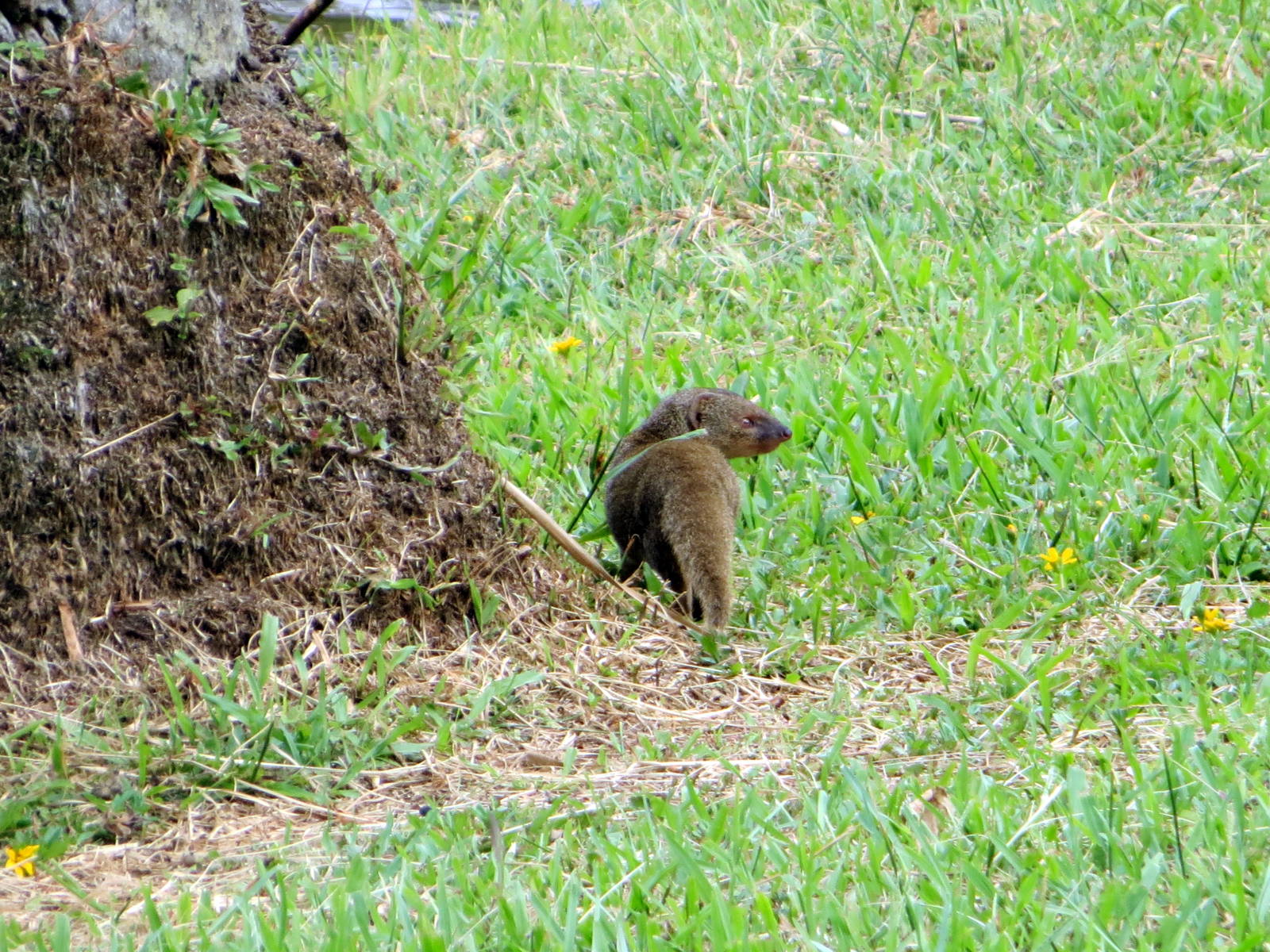 Indian Mongoose