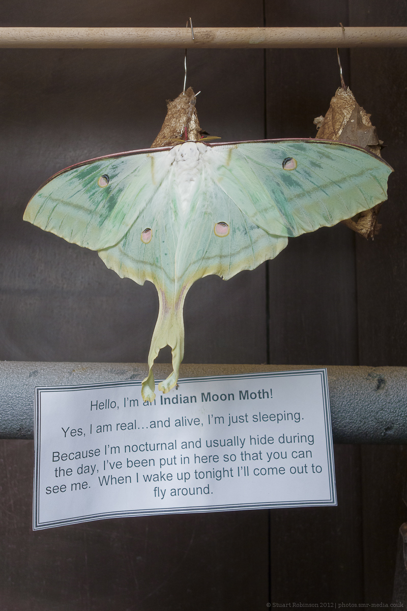 Indian Moon Moth and Signage - 03/10/2012