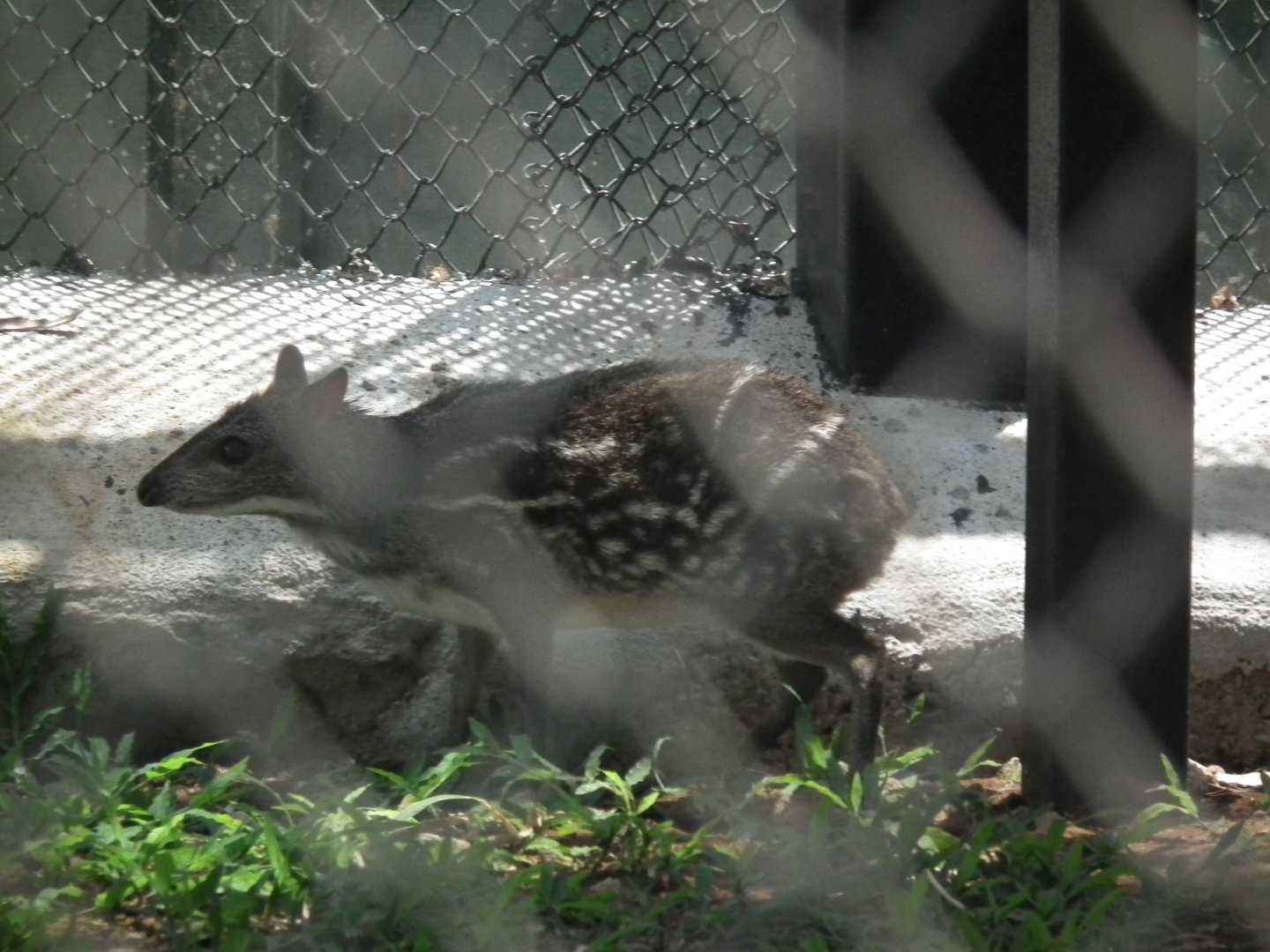 Indian Mouse Deer (Moschiola indica)