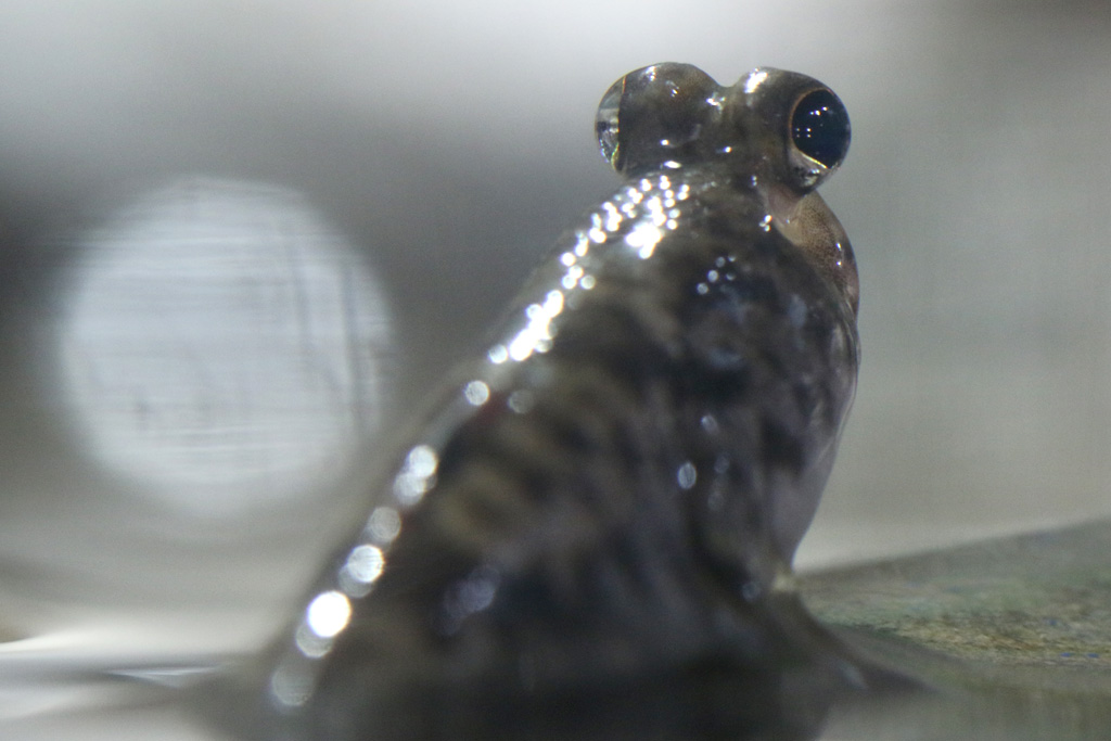 Indian Mudskipper at Blue Planet Aquarium 22/02/2017