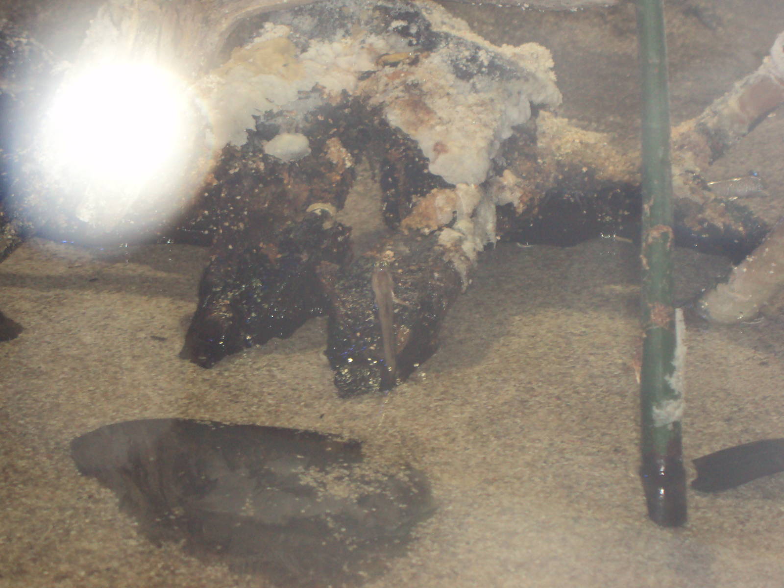 Indian Mudskipper (Periophalamus novemradiatus)