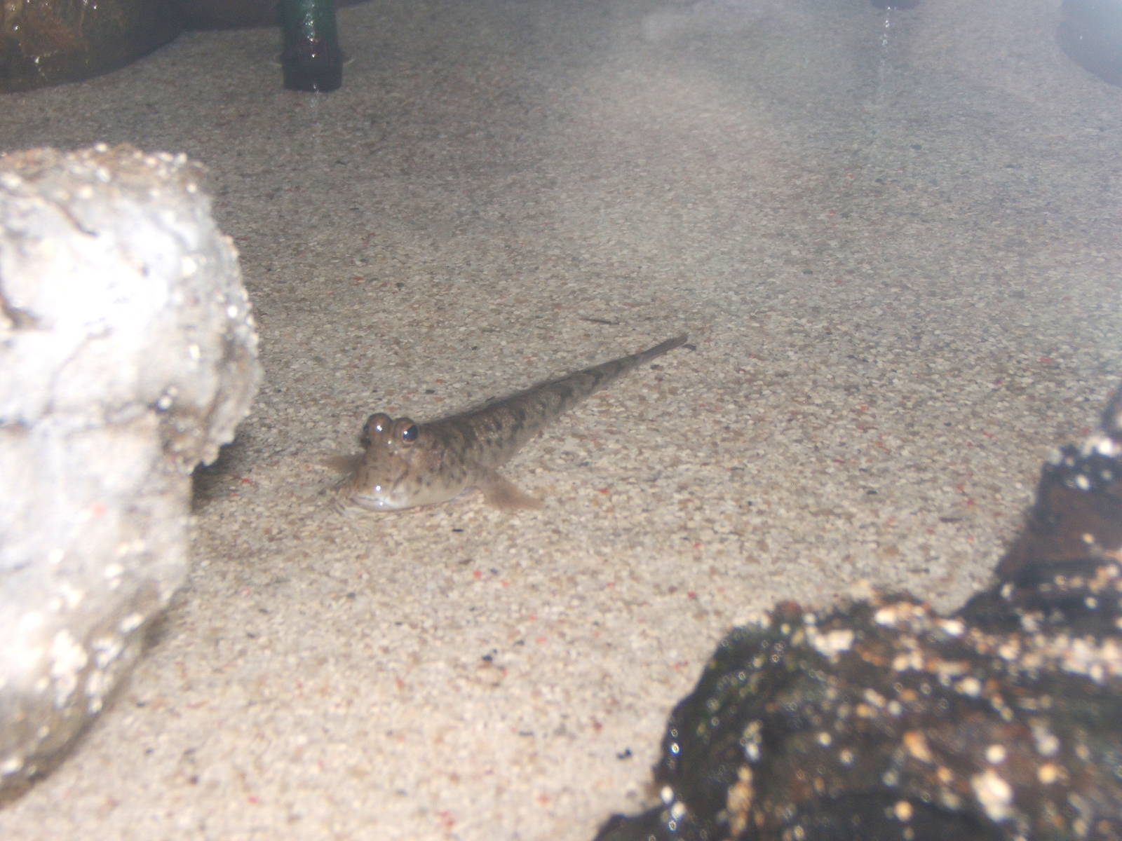 Indian Mudskipper (Periophalmus novemradiatus)