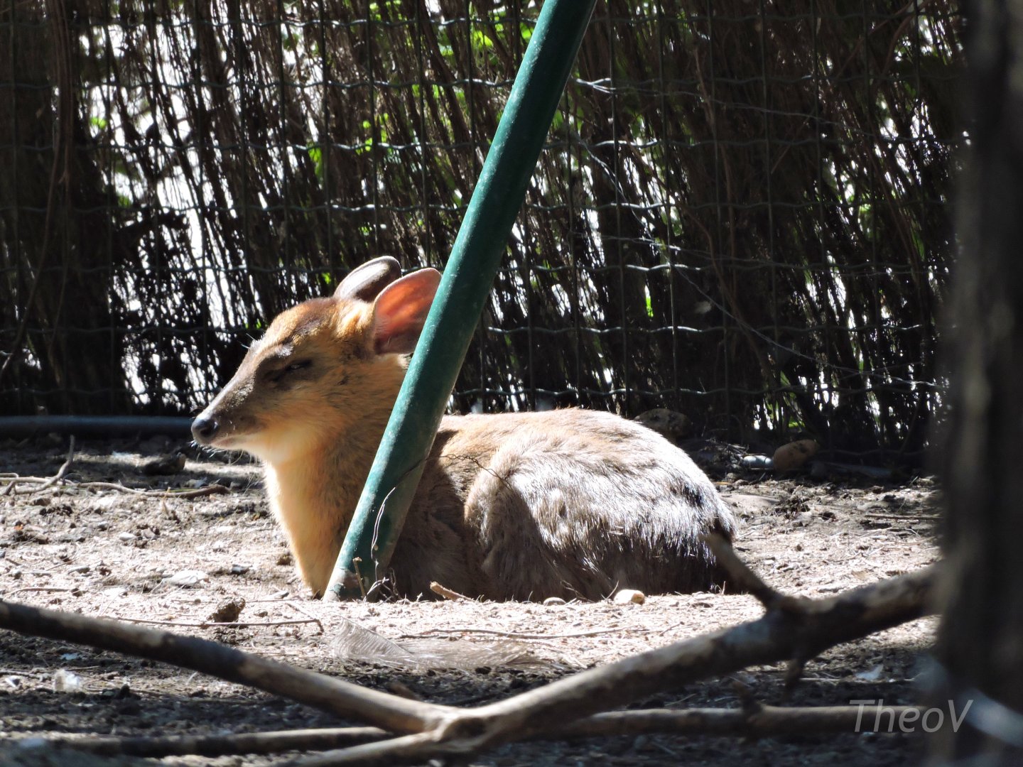 Indian muntjac [2016]