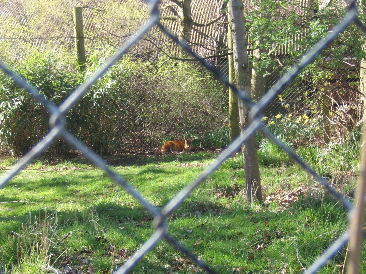 Indian Muntjac 24/03/2019