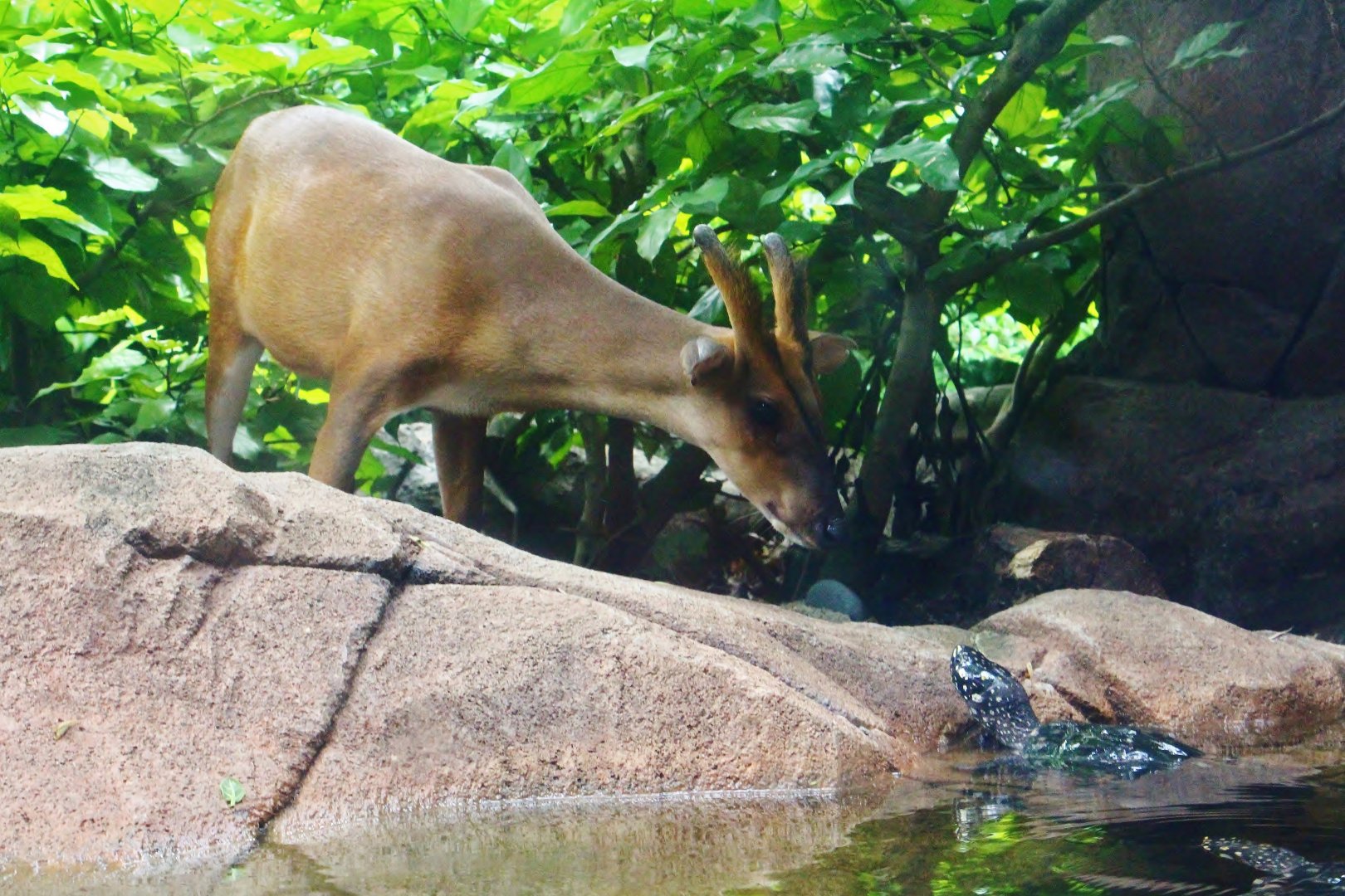 Indian Muntjac and Black Pond Turtle