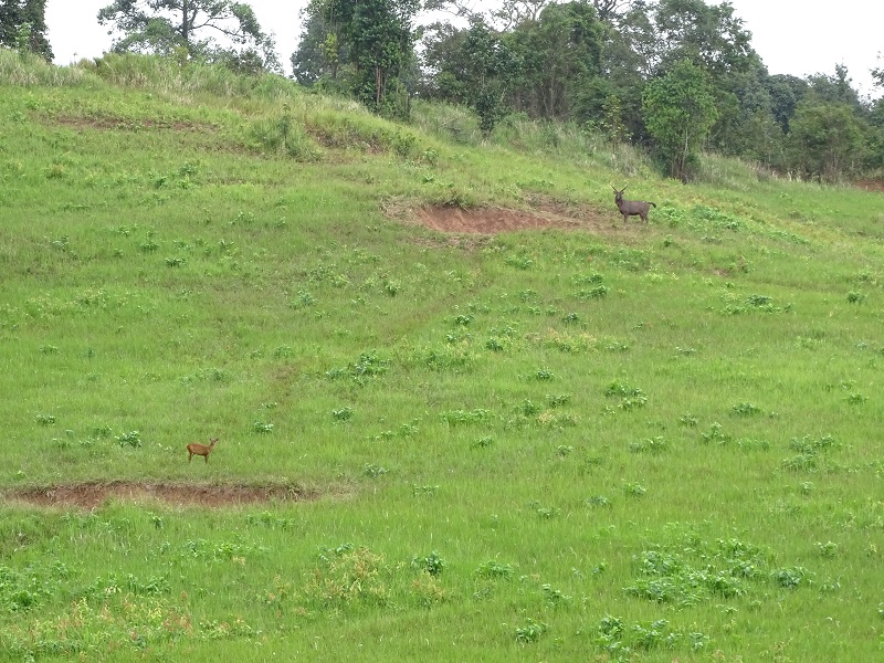 Indian muntjac and sambar deer