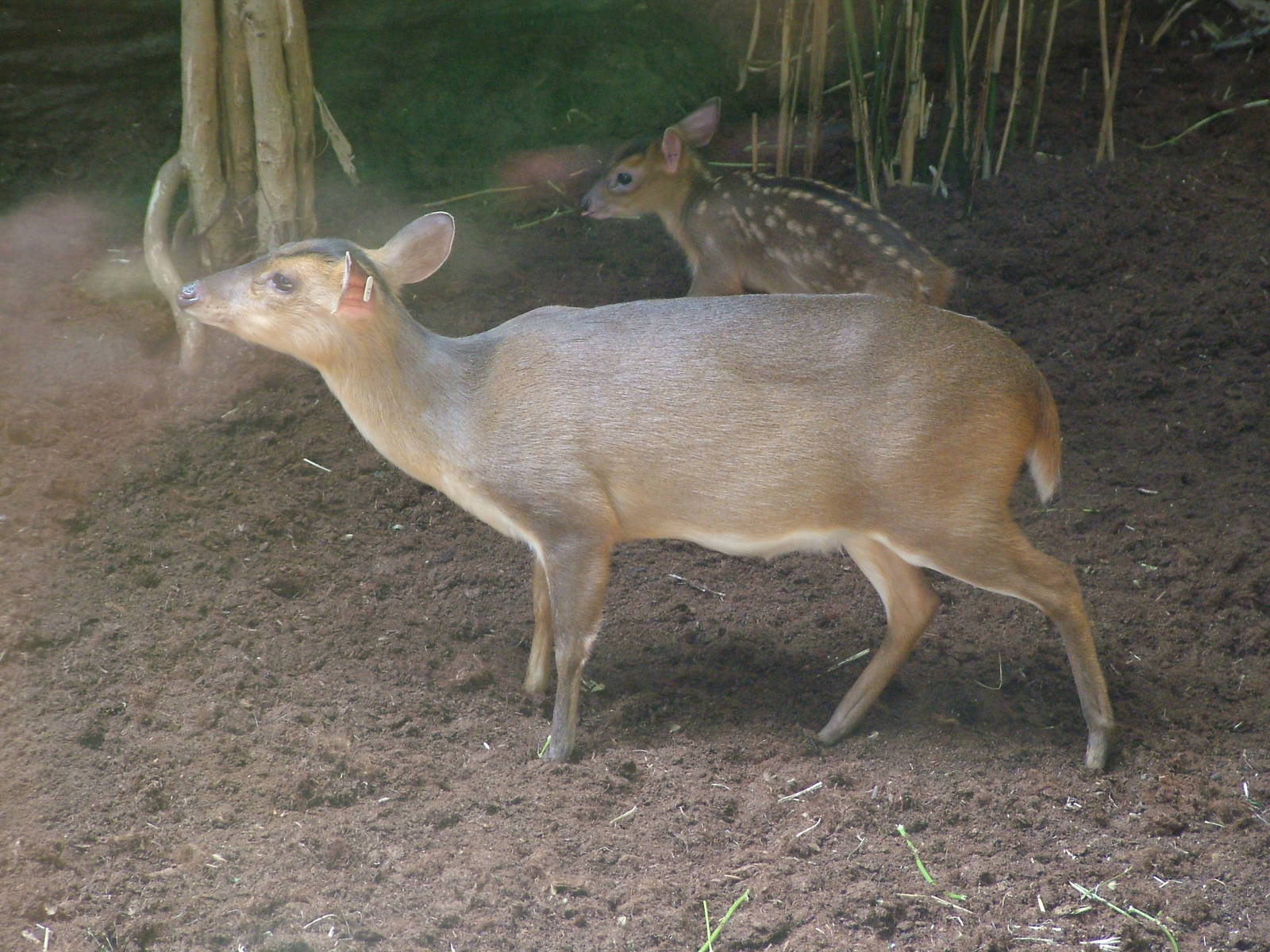 Indian Muntjac at Barcelona, 30/05/11