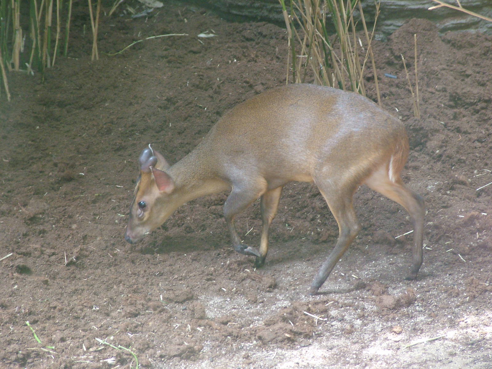 Indian Muntjac at Barcelona, 30/05/11