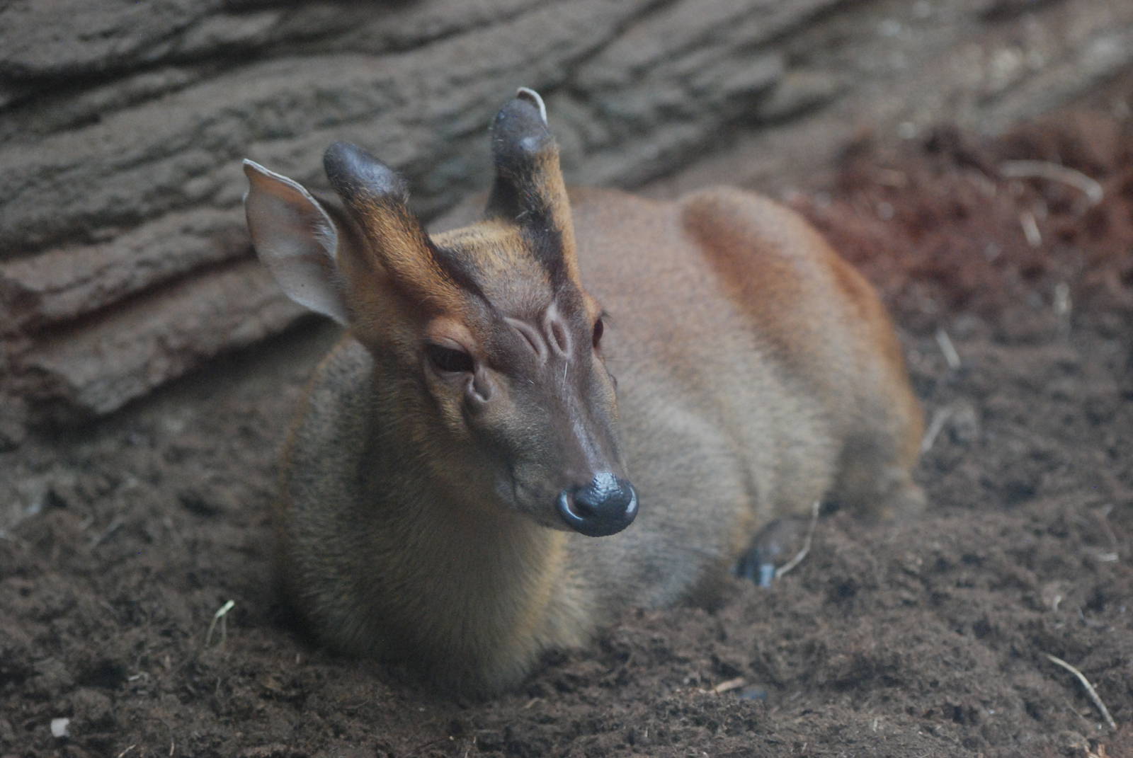 Indian Muntjac at Barcelona, 30/05/11