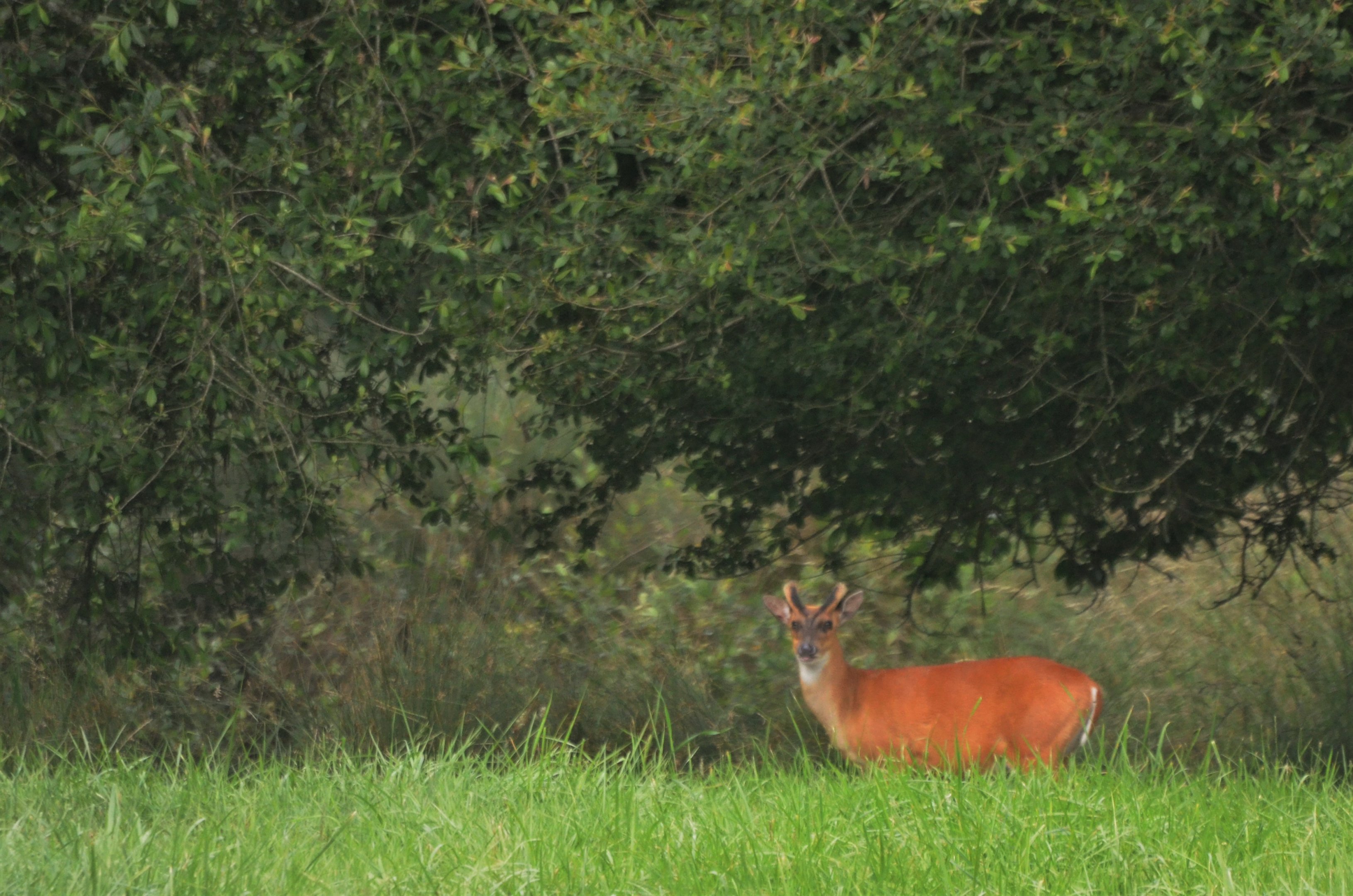 Indian Muntjac at Haute-Touche, 14/06/18