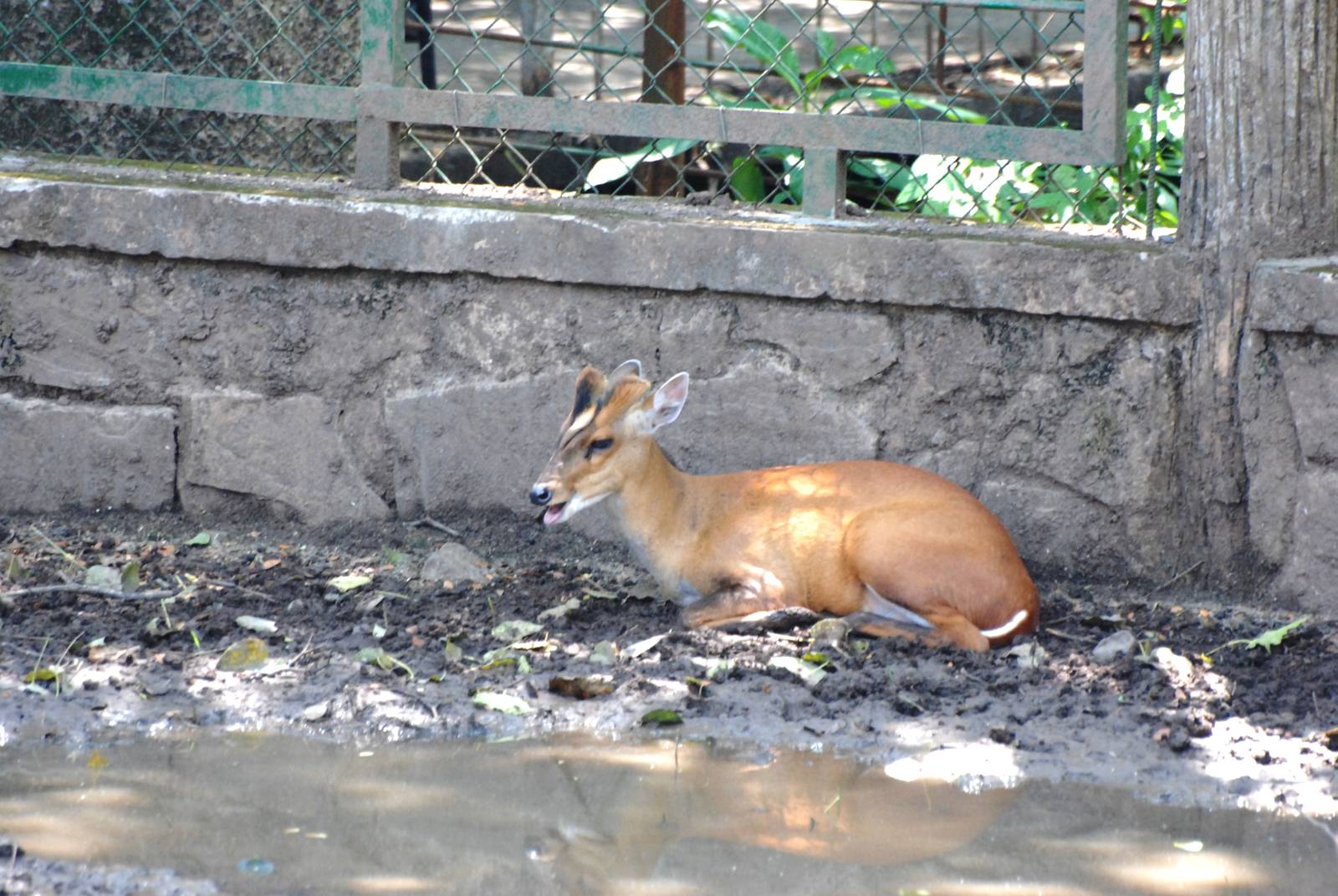 Indian Muntjac at Saigon Zoo, 16/03/12