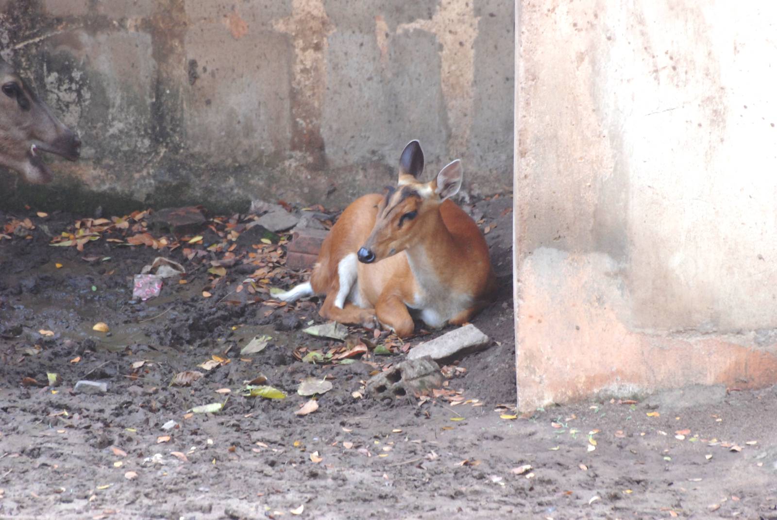Indian Muntjac at Saigon Zoo, 16/03/12