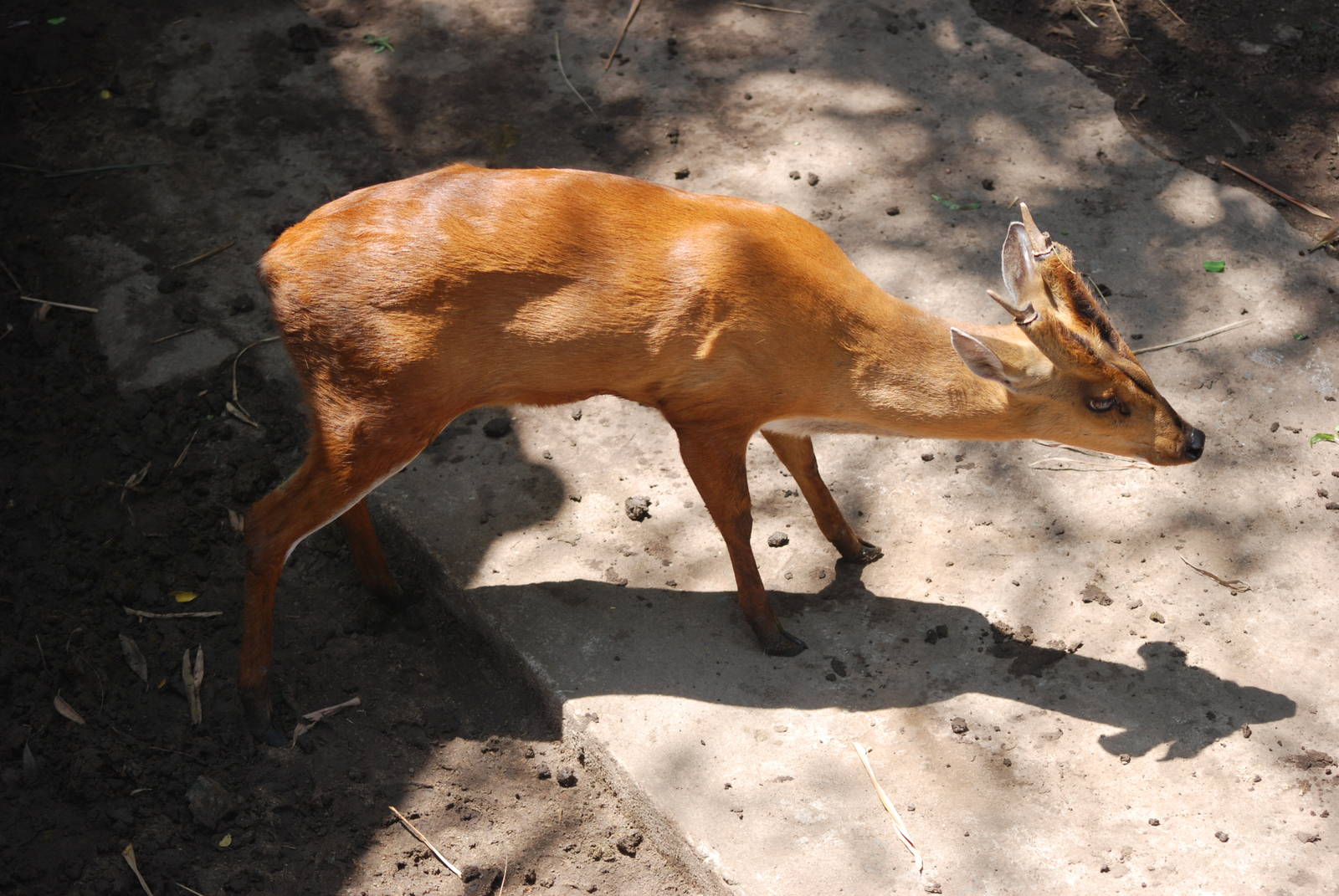 Indian Muntjac at Saigon Zoo, 16/03/12