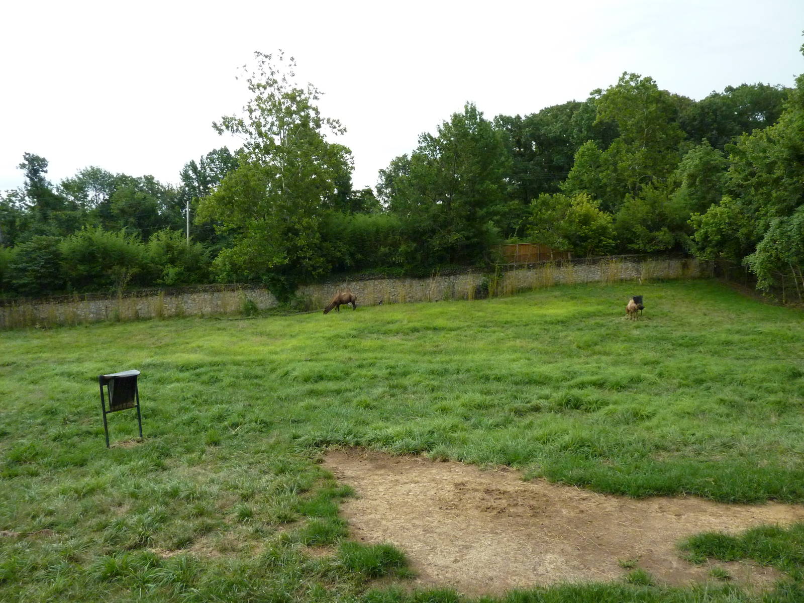 Indian Muntjac/Bactrian Camel Exhibit