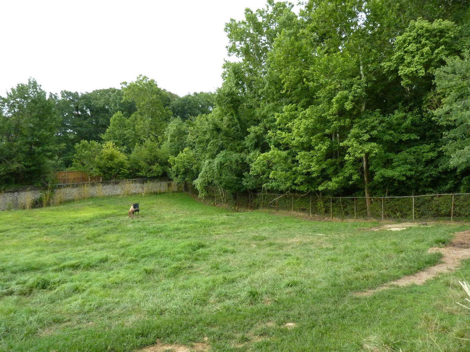 Indian Muntjac/Bactrian Camel Exhibit