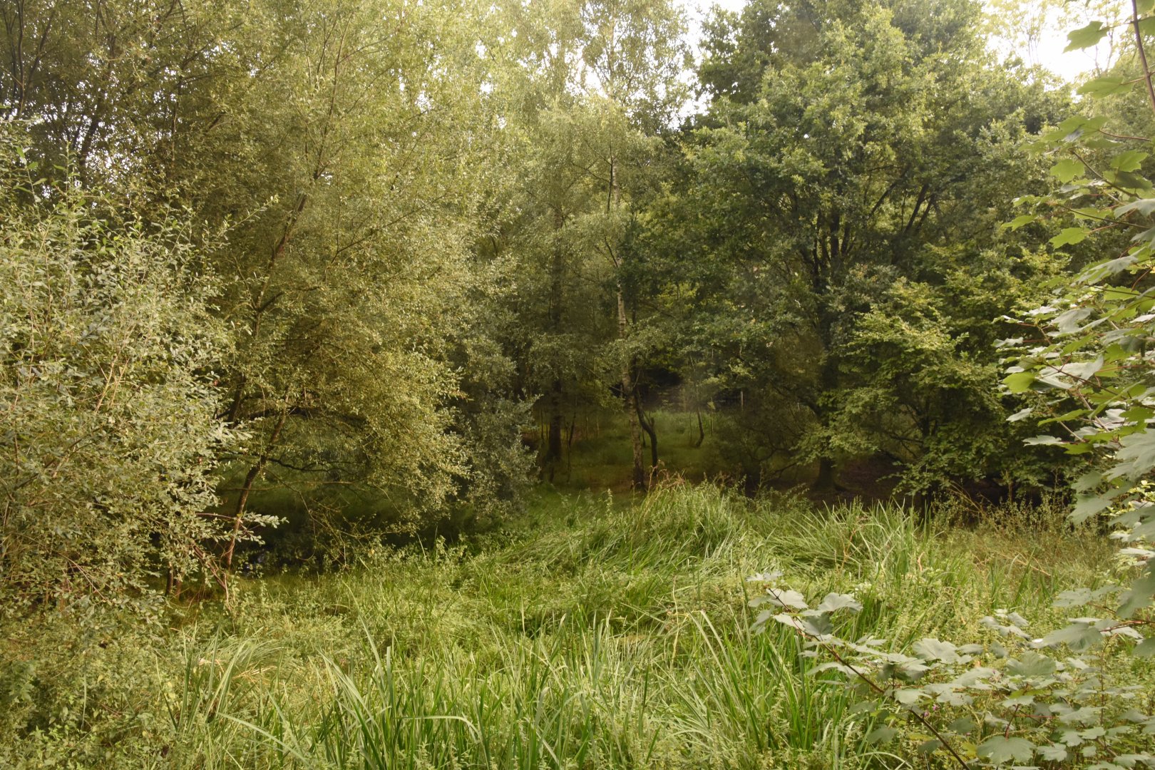 Indian Muntjac enclosure