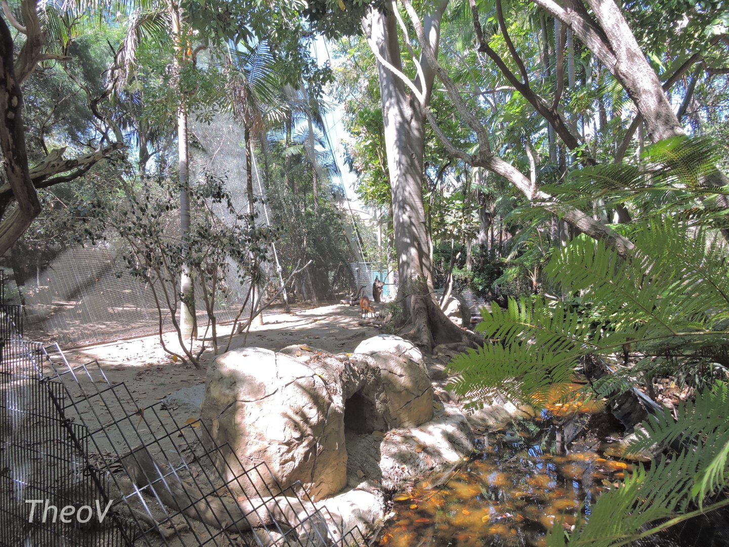 Indian muntjac exhibit [2015]