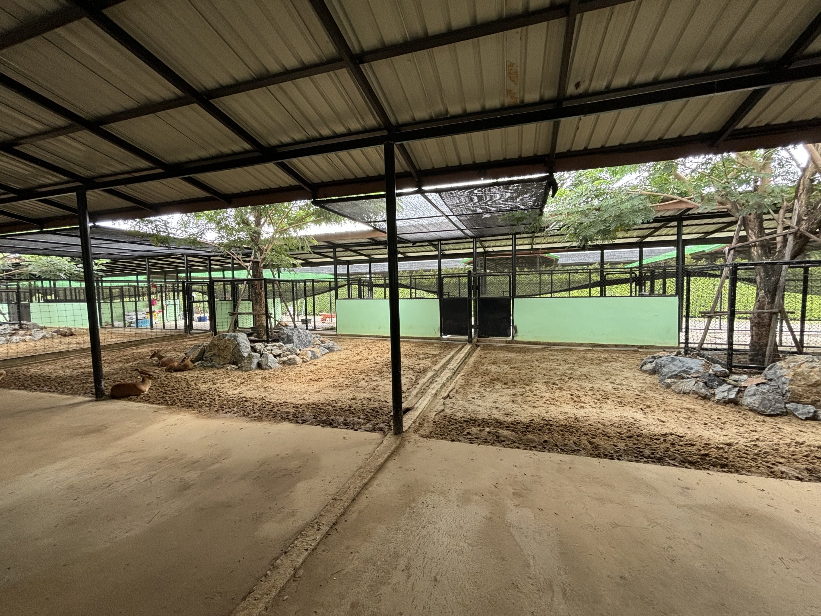 Indian Muntjac Exhibit - Lion Park