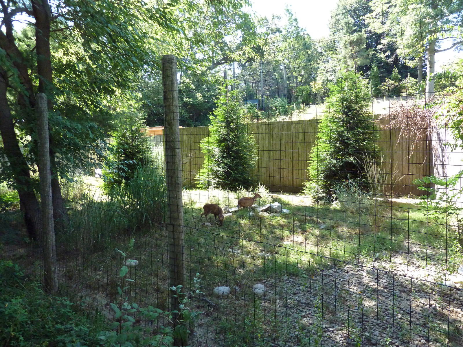 Indian Muntjac Exhibit