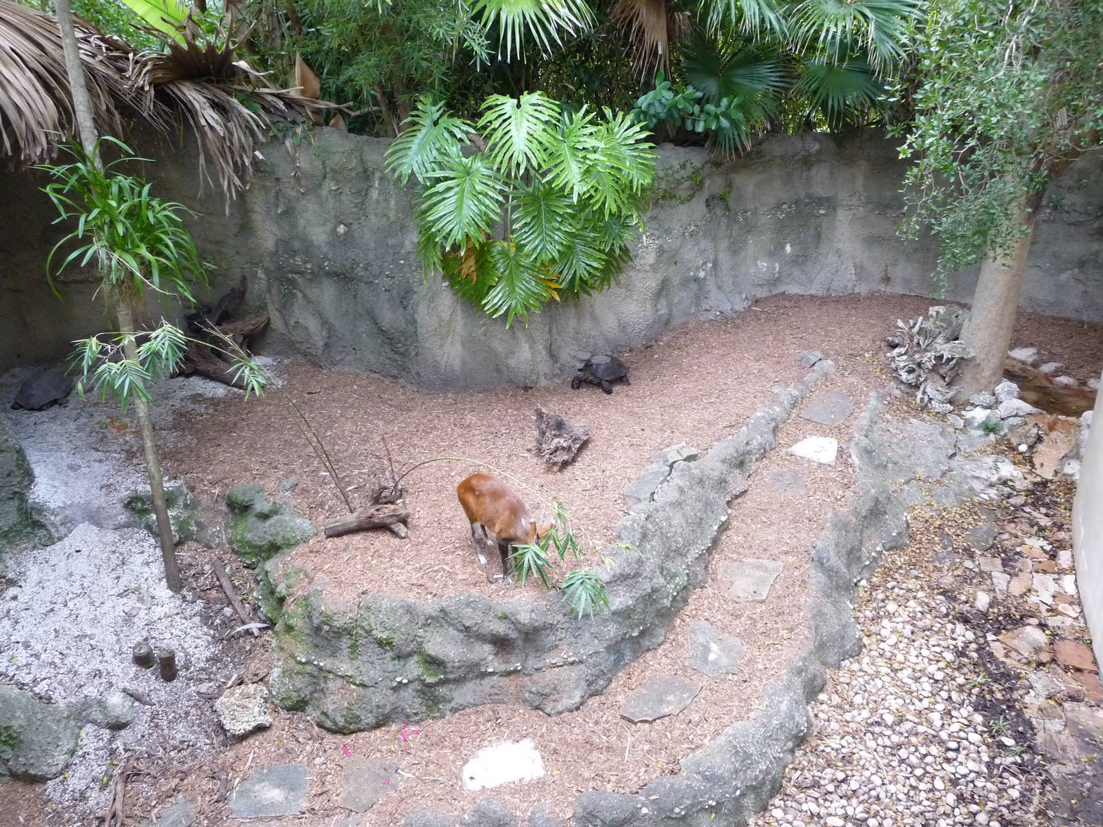 Indian Muntjac Exhibit