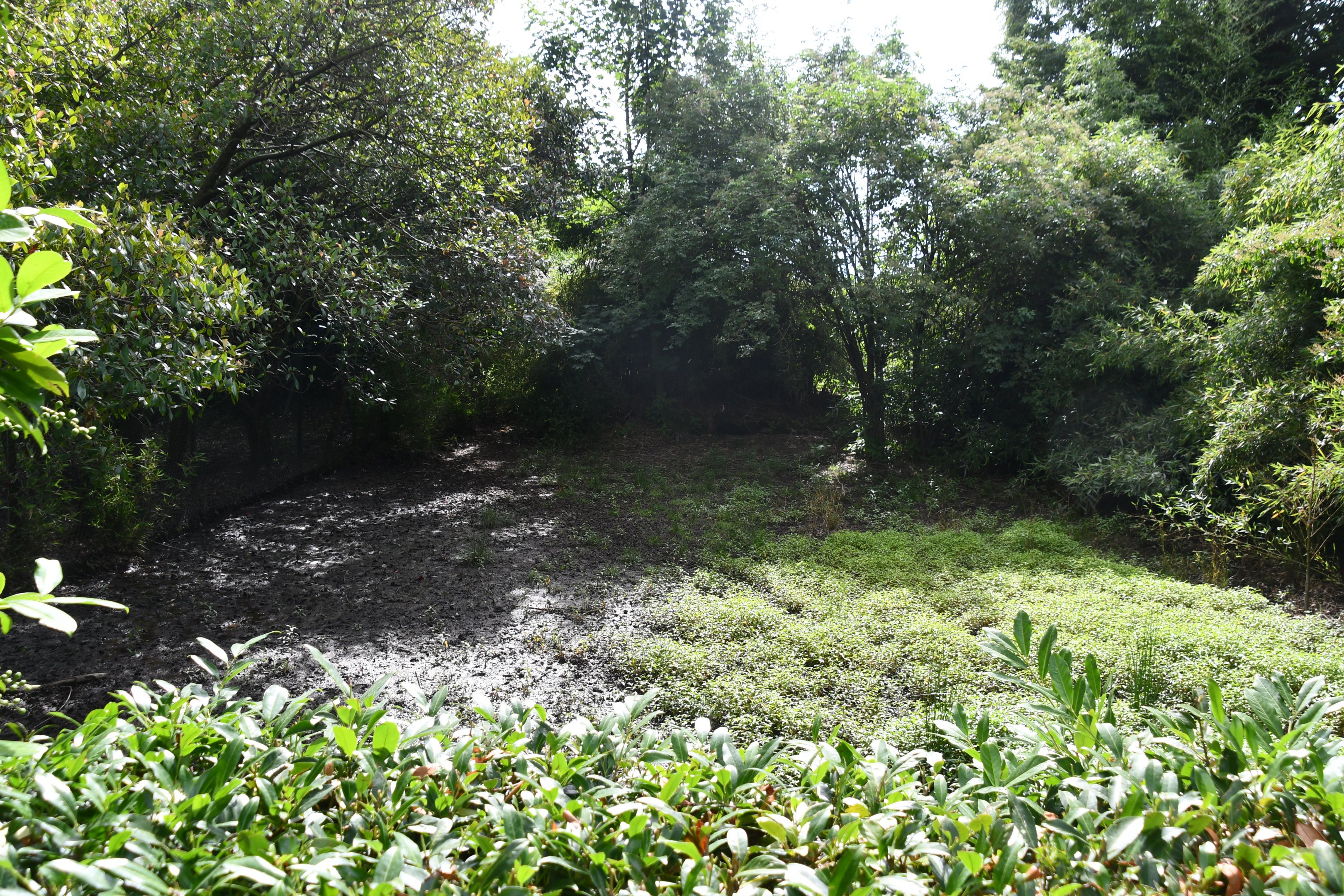 Indian Muntjac exhibit