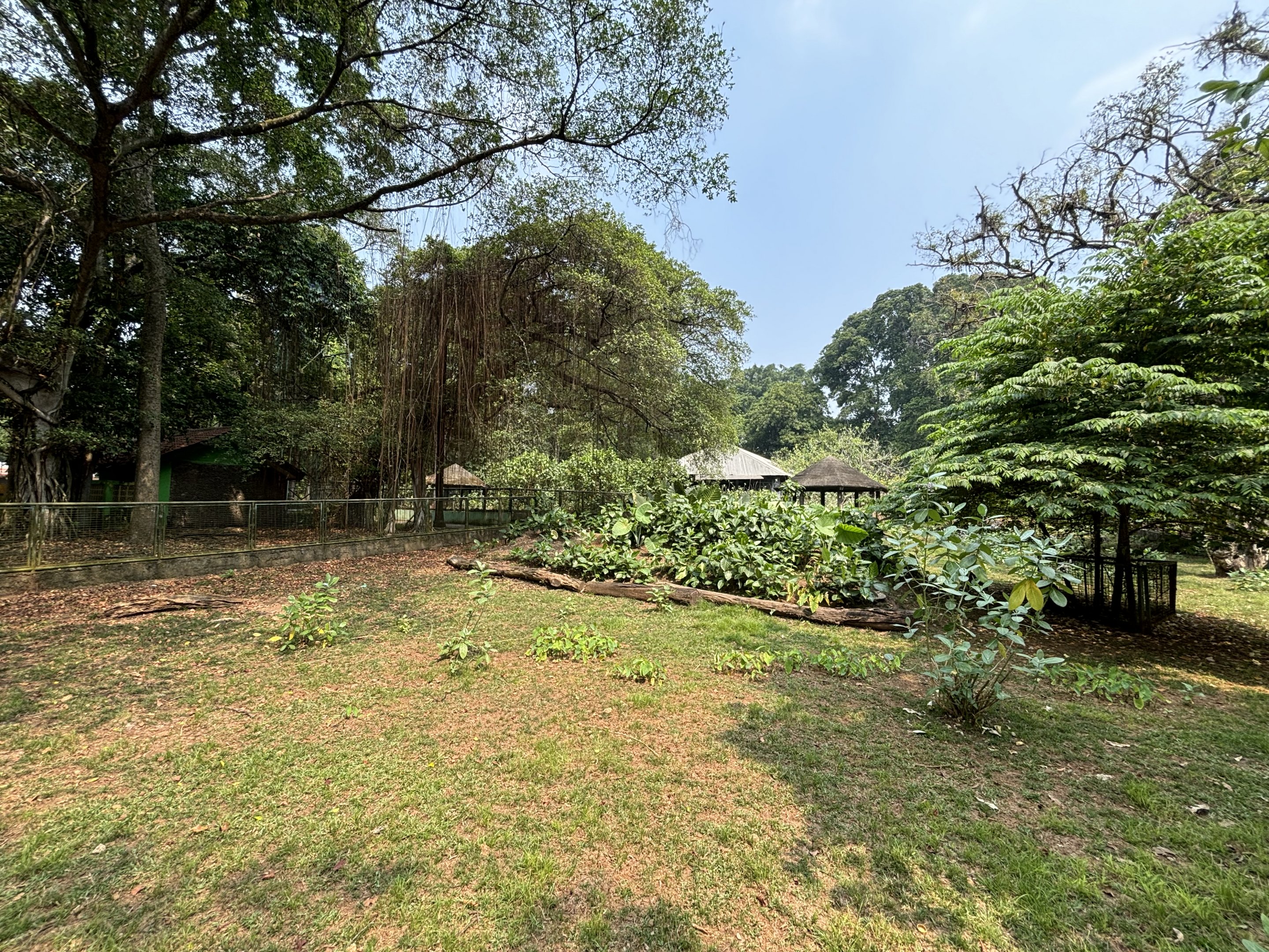 Indian Muntjac Exhibit