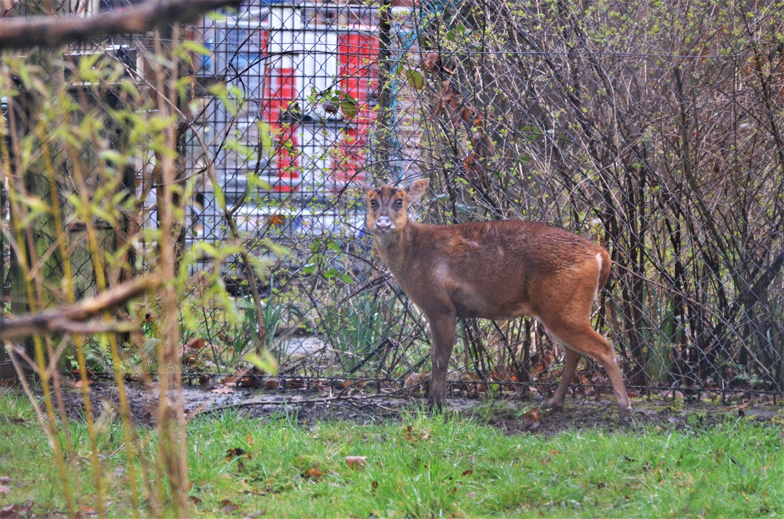 Indian Muntjac (female) at Chester, 07/04/18