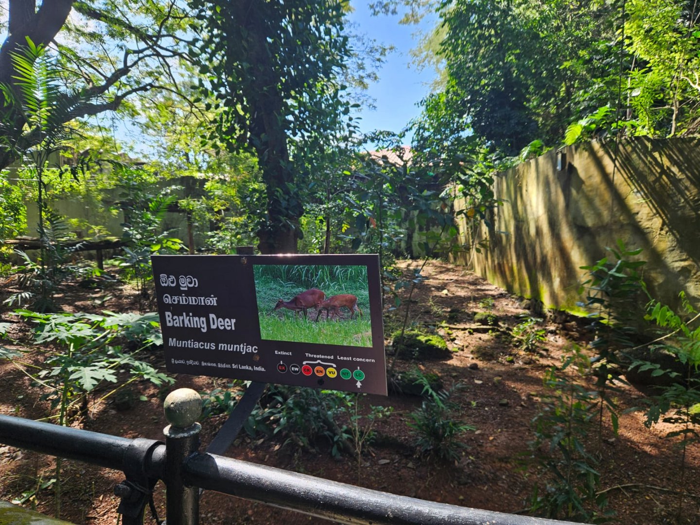 Indian Muntjac have moved into the sloth bear enclosure