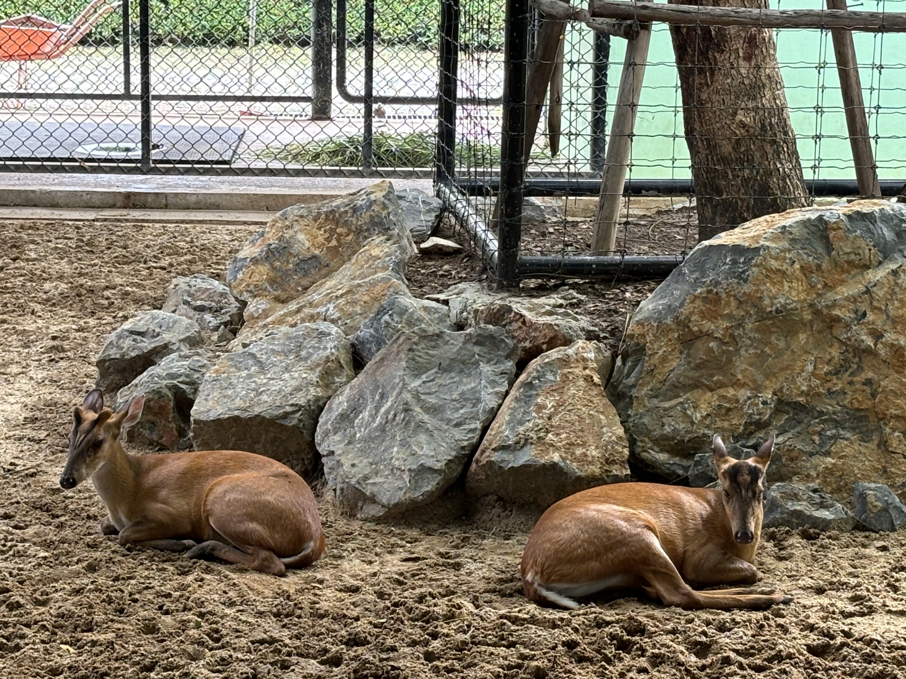 Indian Muntjac - Lion Park