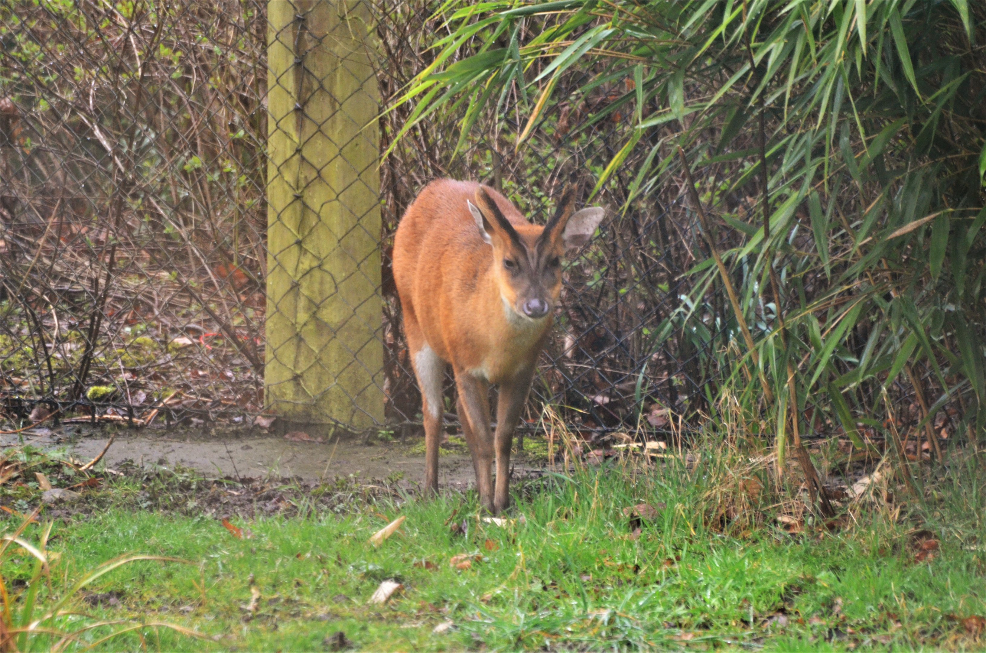 Indian Muntjac (male) at Chester, 07/04/18
