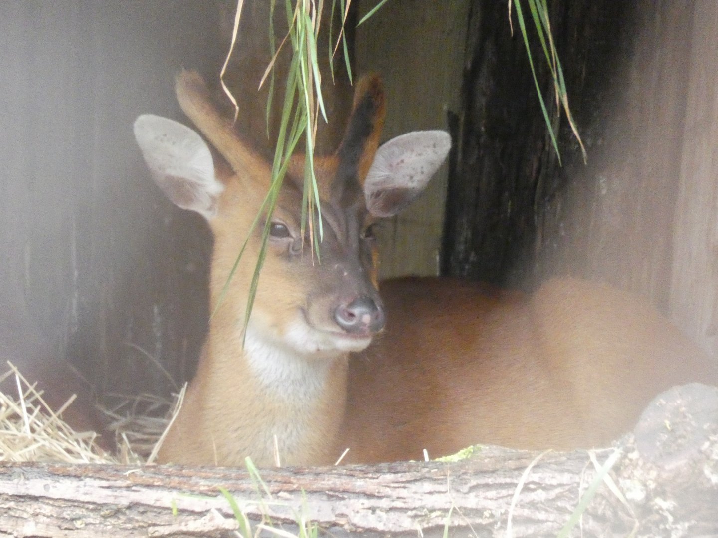 Indian Muntjac male