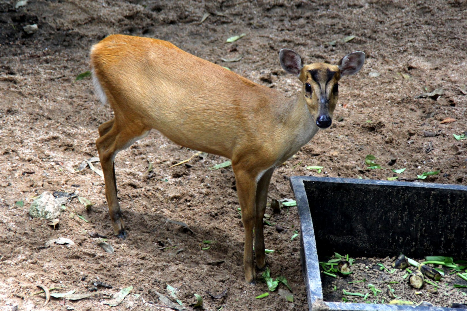 Indian muntjac (Muntiacus muntjak curvostylis)