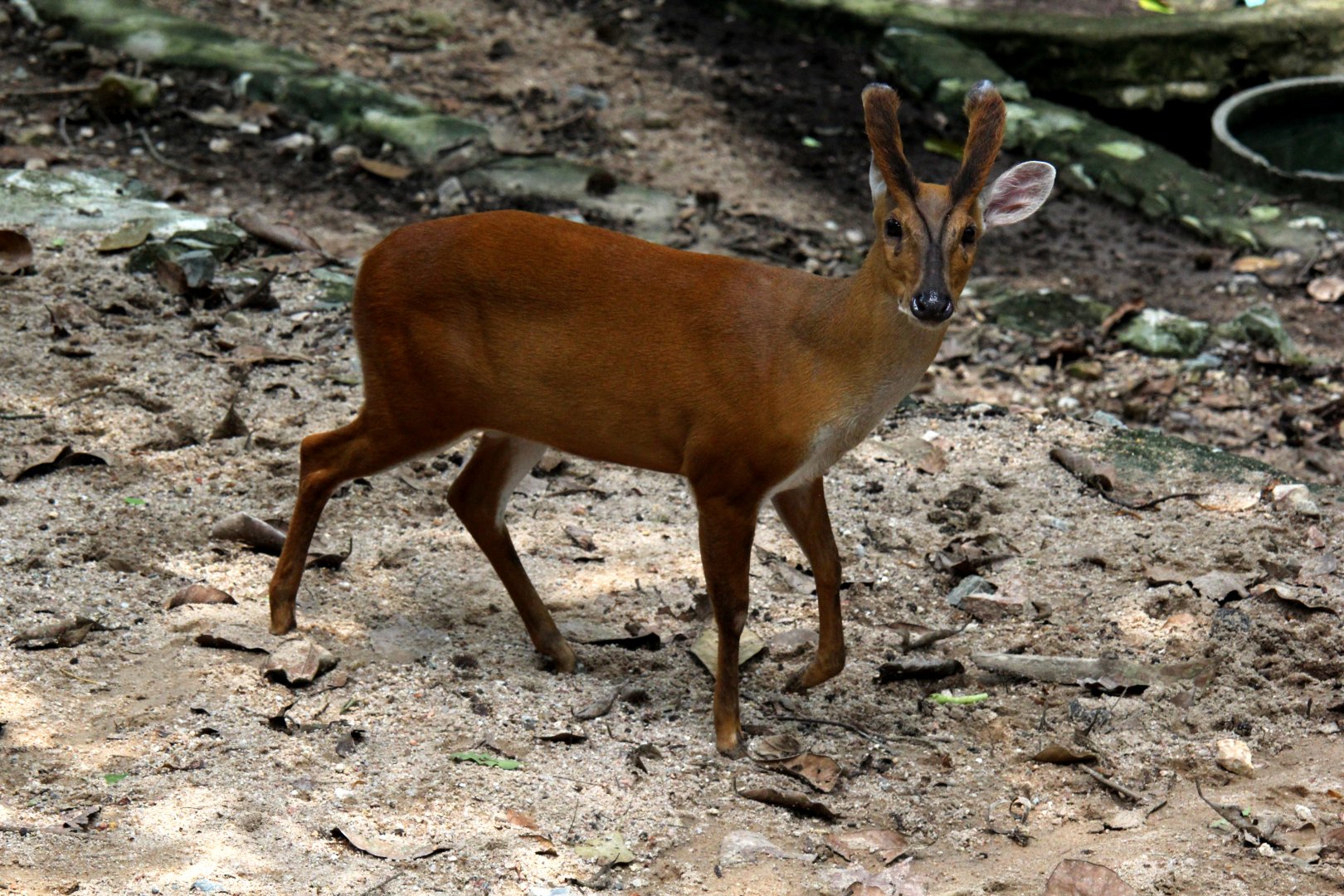 Indian muntjac (Muntiacus muntjak curvostylis)