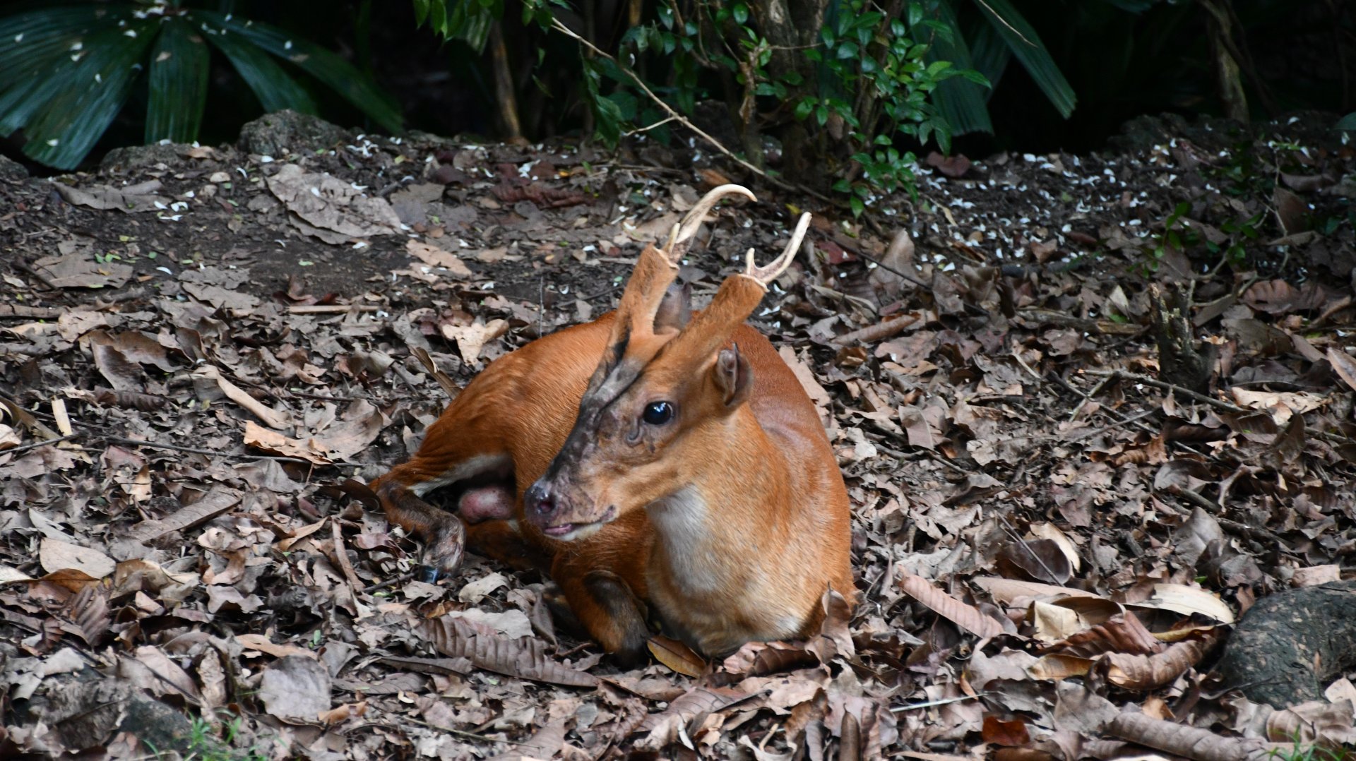Indian Muntjac (Muntiacus muntjak)