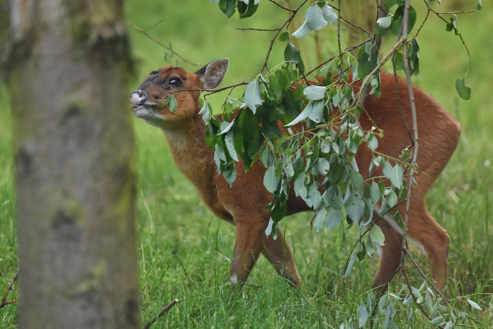 Indian muntjac (Muntiacus muntjak)