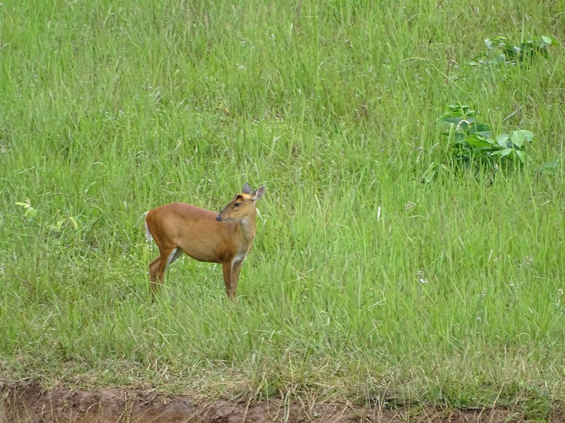 Indian muntjac (Muntiacus muntjak)