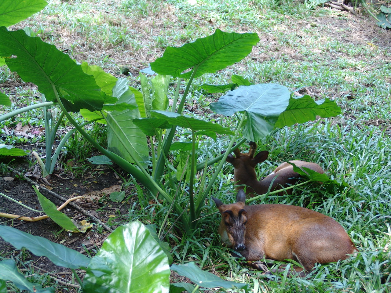 Indian Muntjac or Common Muntjac (Muntiacus muntjak)