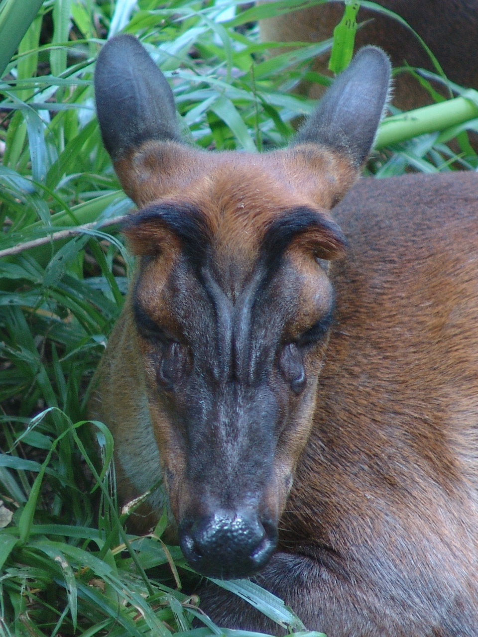 Indian Muntjac or Common Muntjac (Muntiacus muntjak)