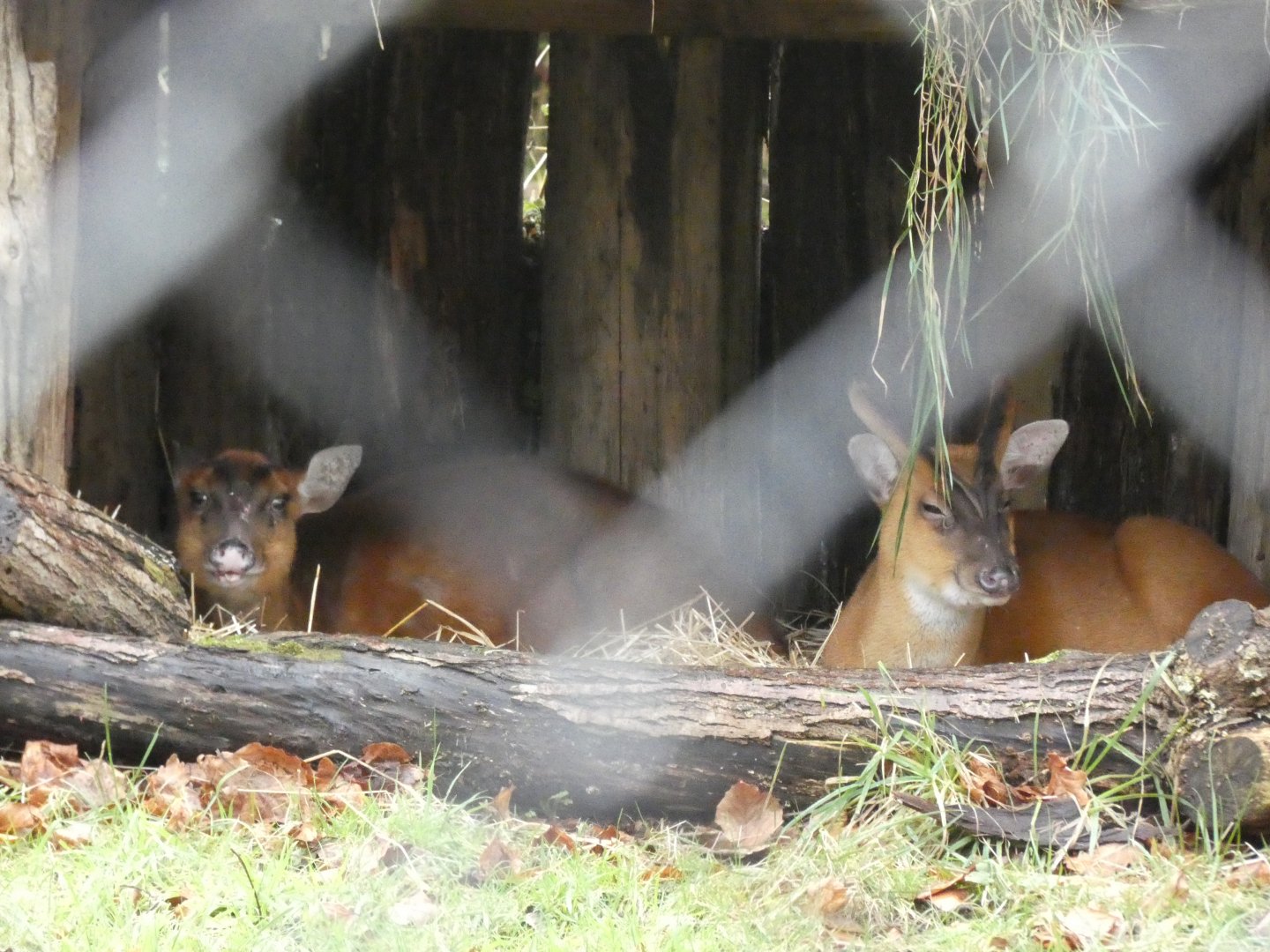 Indian Muntjac Pair