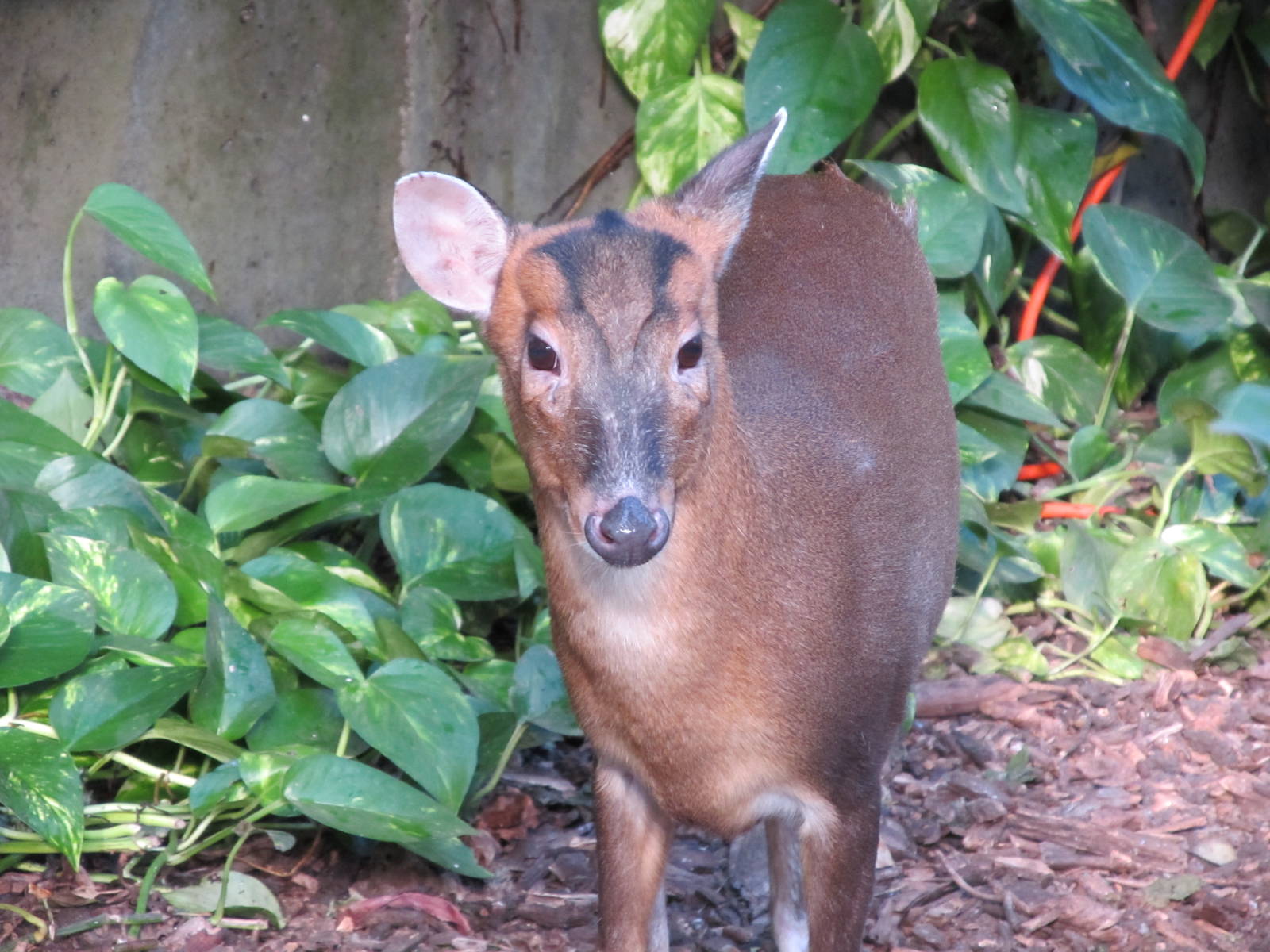 Indian Muntjac