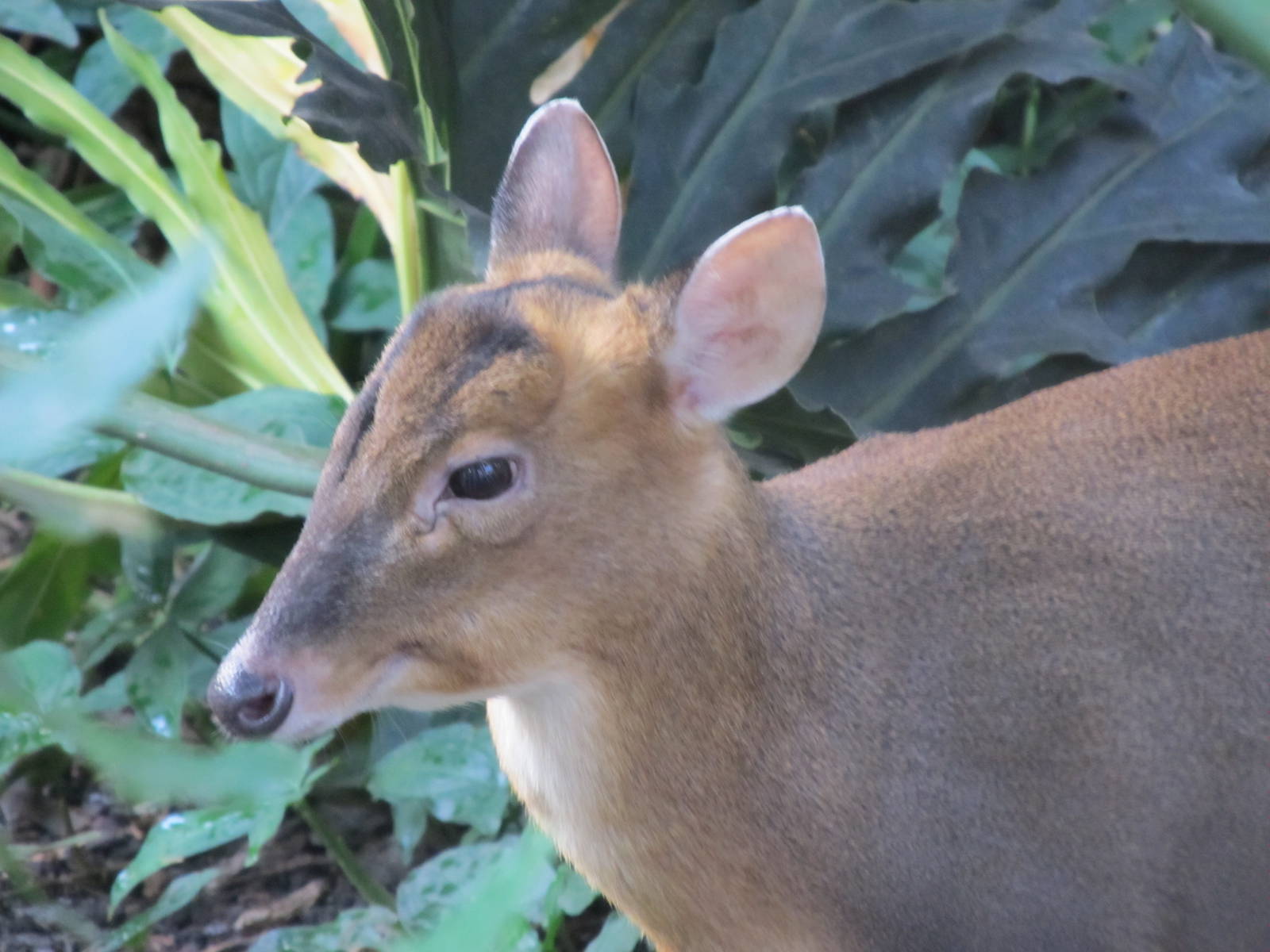 Indian Muntjac