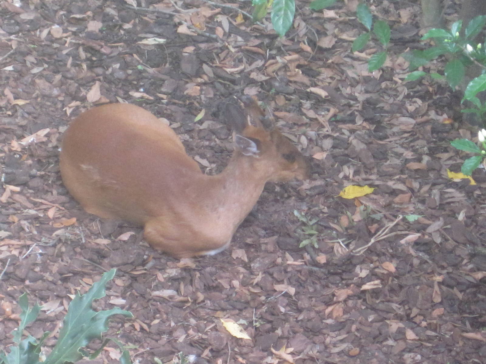 Indian Muntjac