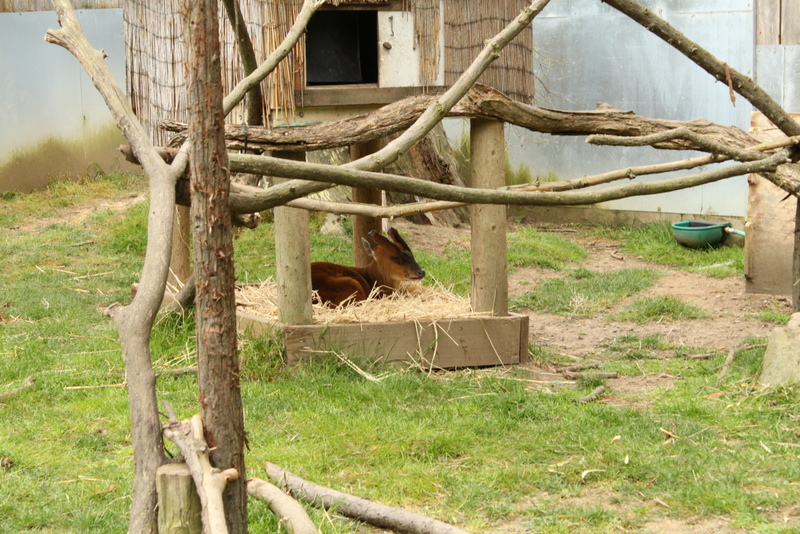 Indian Muntjac