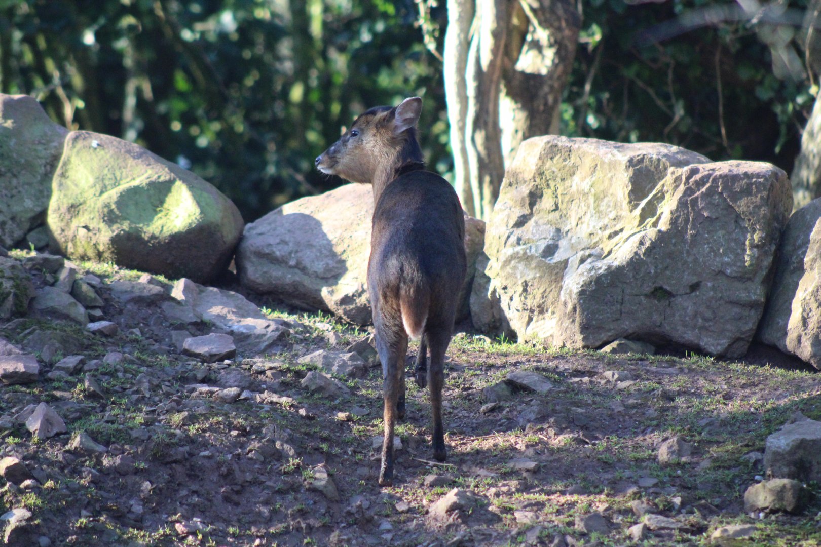 Indian Muntjac