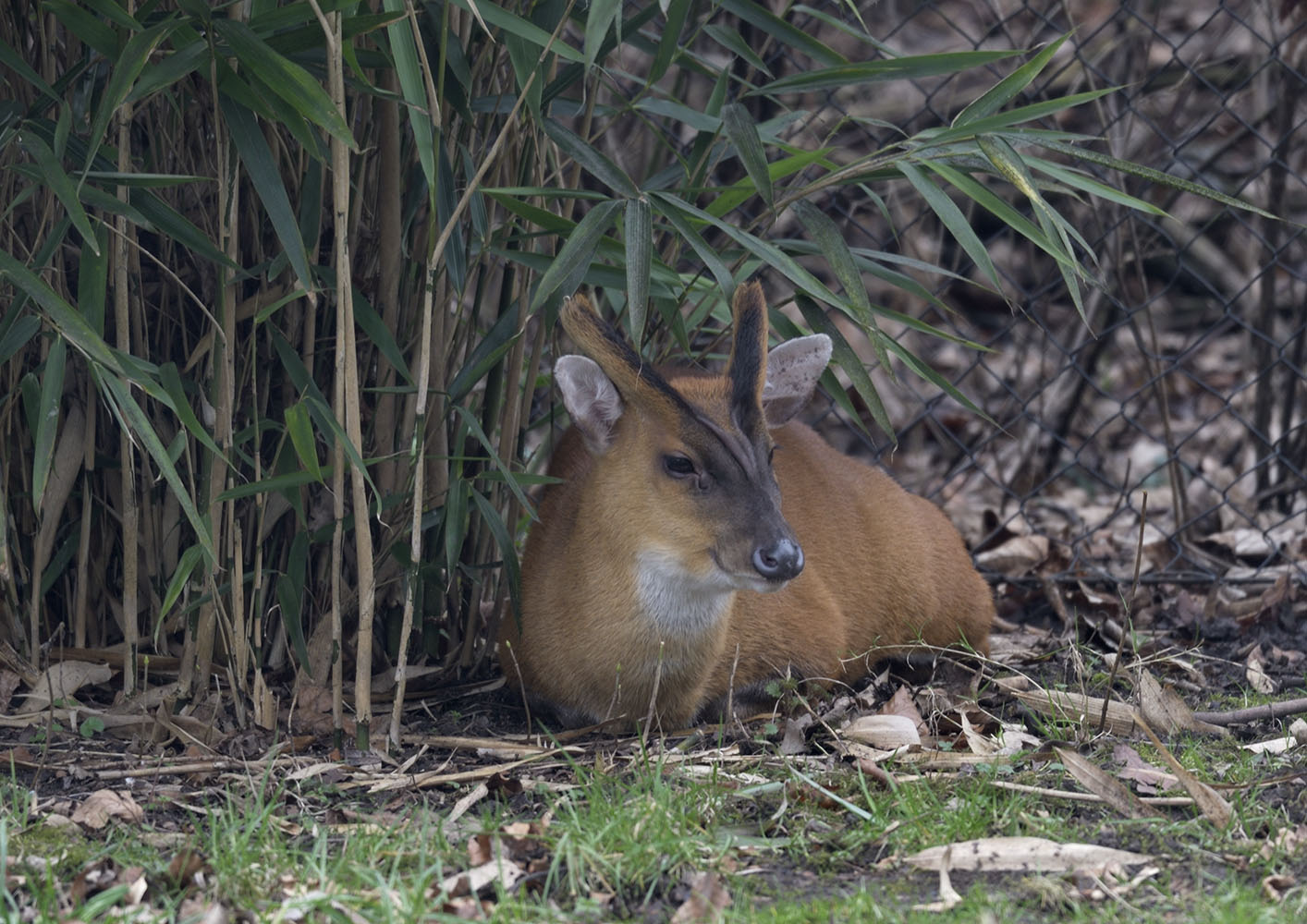 Indian muntjac